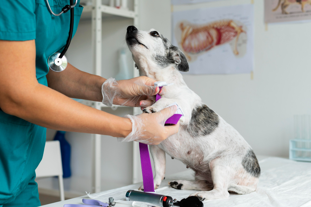 Curso de anestesiologia veterinária prática em Campo Grande Mato Grosso do Sul