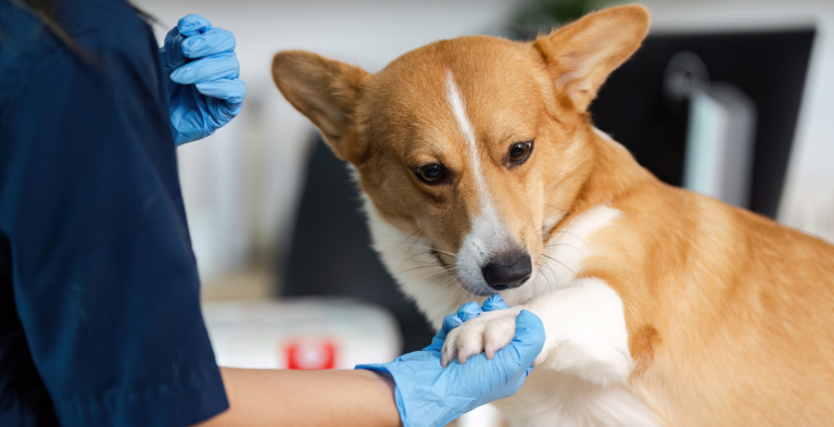 PRINCIPAIS TÉCNICAS RECONSTRUTIVAS UTILIZADAS NA CIRURGIA ONCOLÓGICA DE CÃES E GATOS